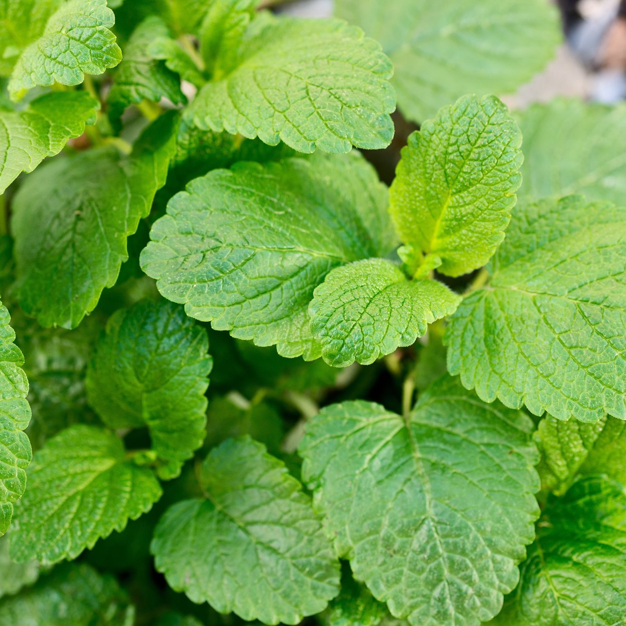 Мелисса лекарственная Пчелка