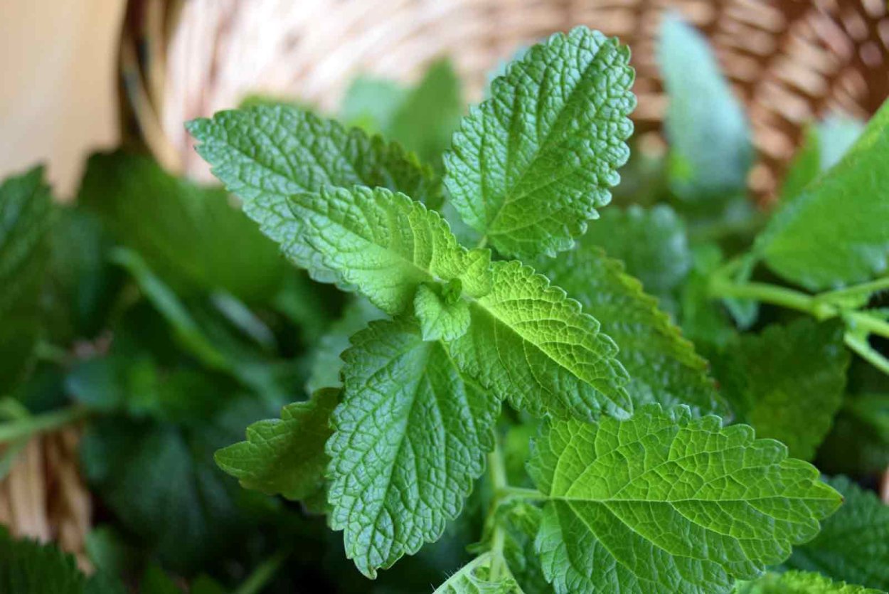Мелисса Lemon Balm