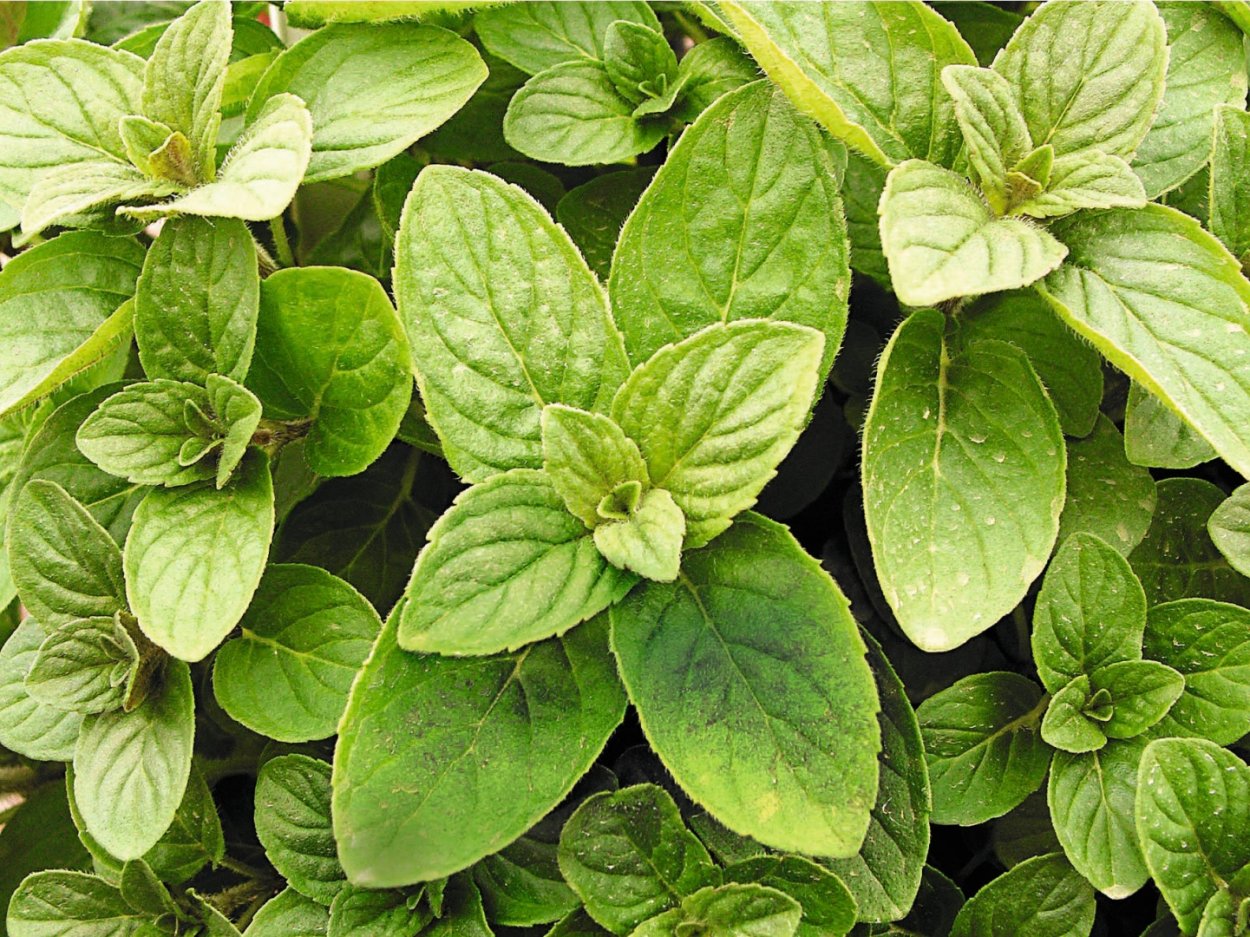 Мелисса лекарственная Мохито