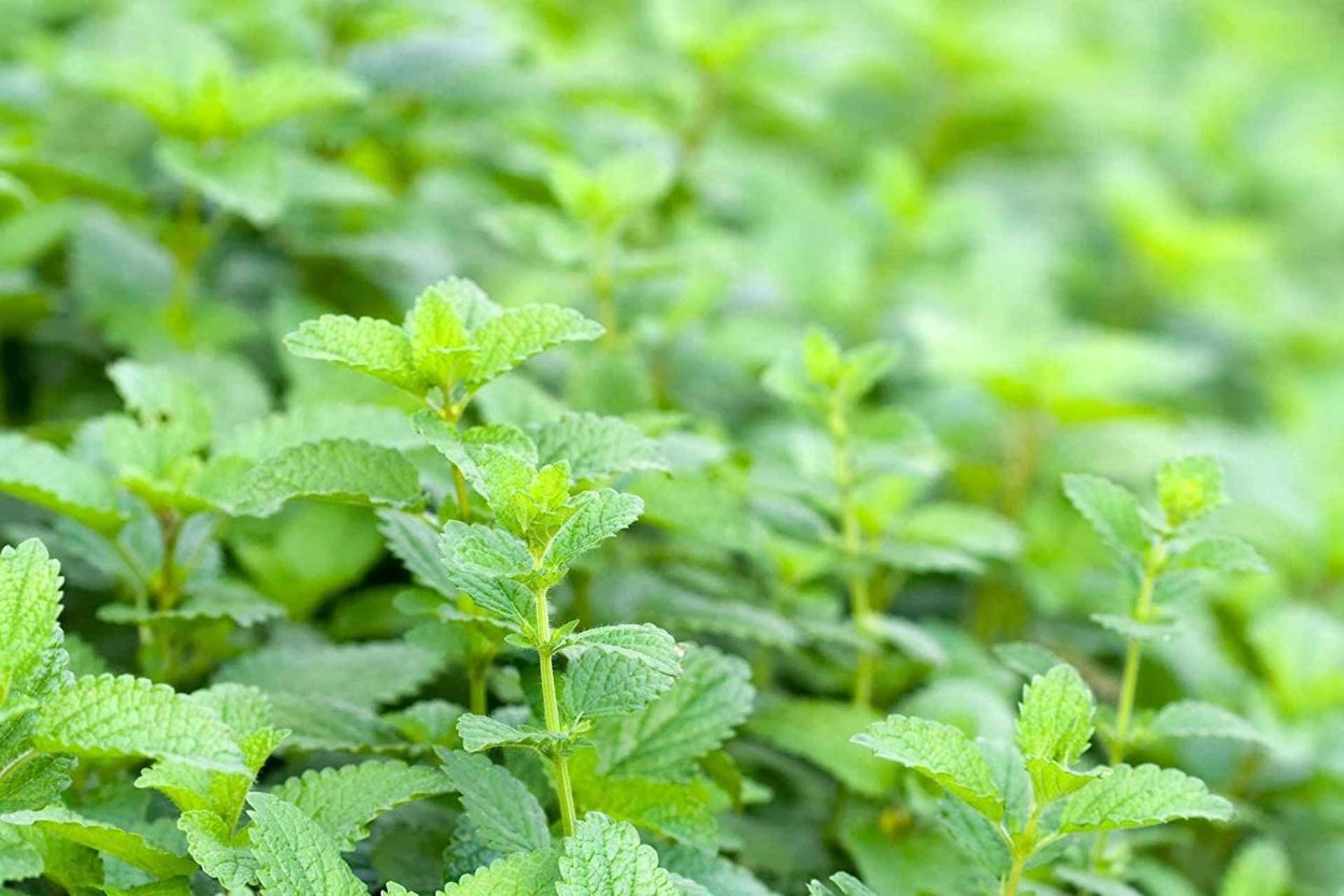 Мелисса лекарственная (Melissa officinalis)