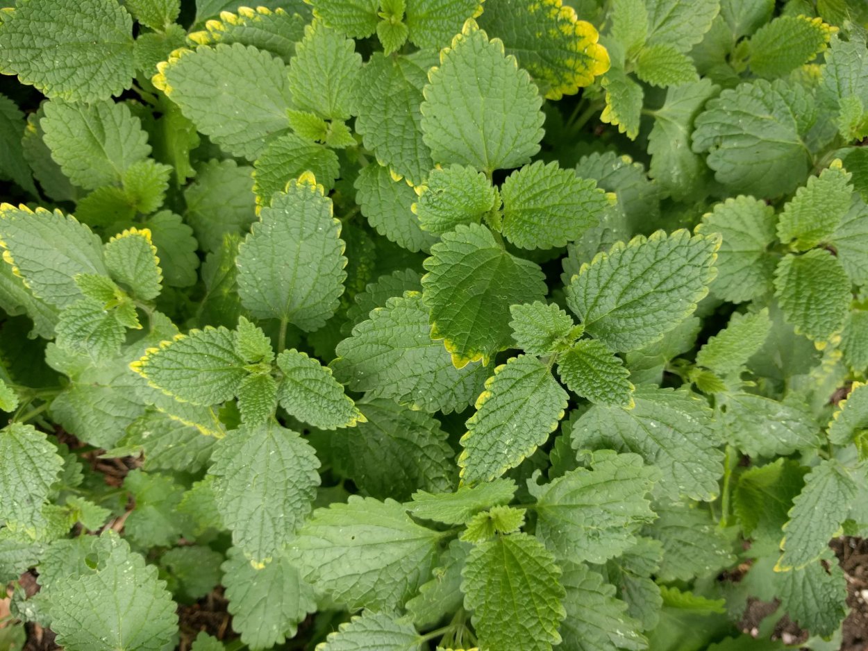 Мелисса лекарственная (Melissa officinalis)