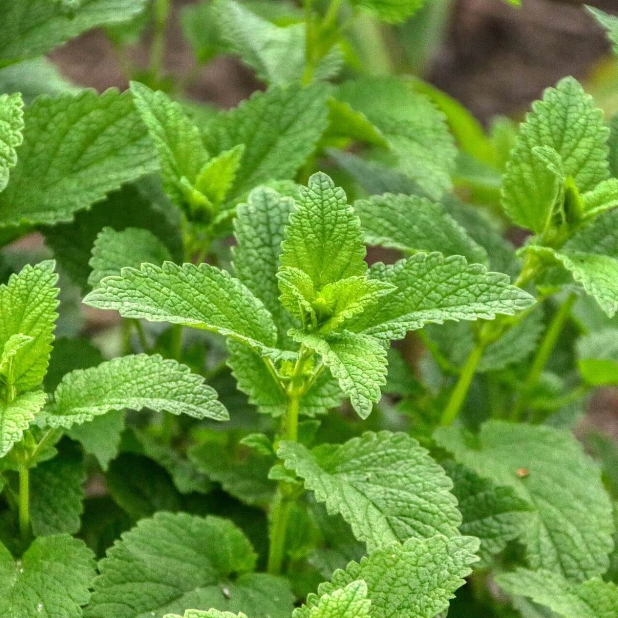 Мелисса лимонный аромат