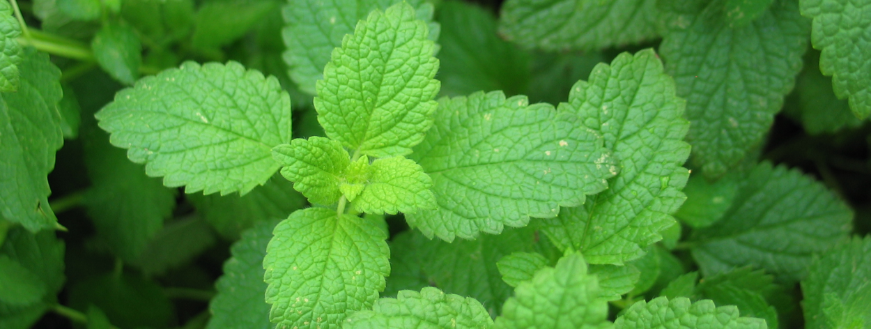 Мелисса мандариновый аромат