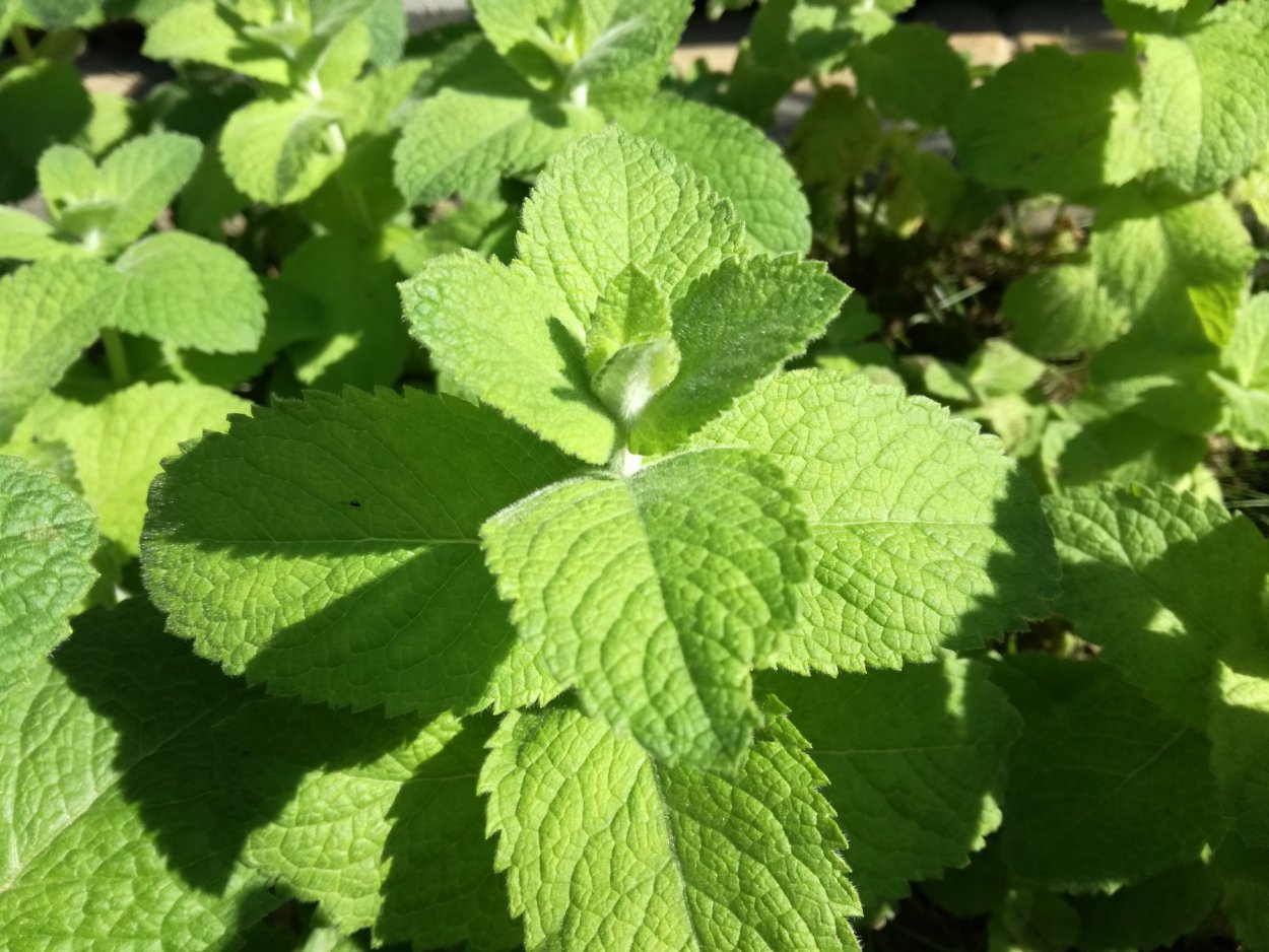 Мята лимонная