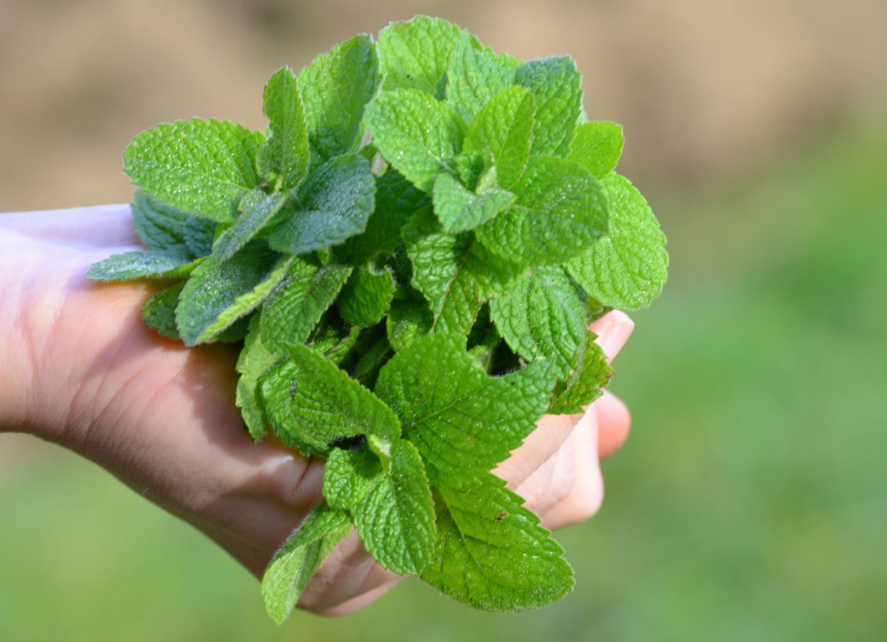 Мята плектрантус