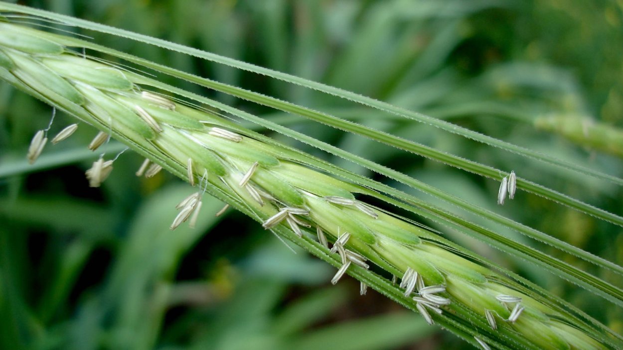 Трава остюки