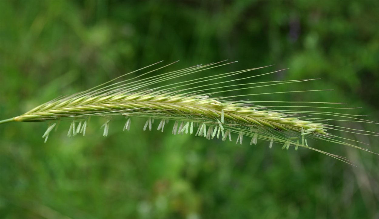 Hordeum bulbosum l.