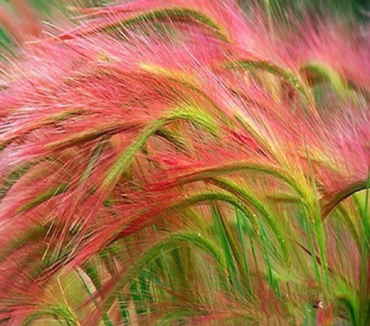 Трава Лисий хвост в сене