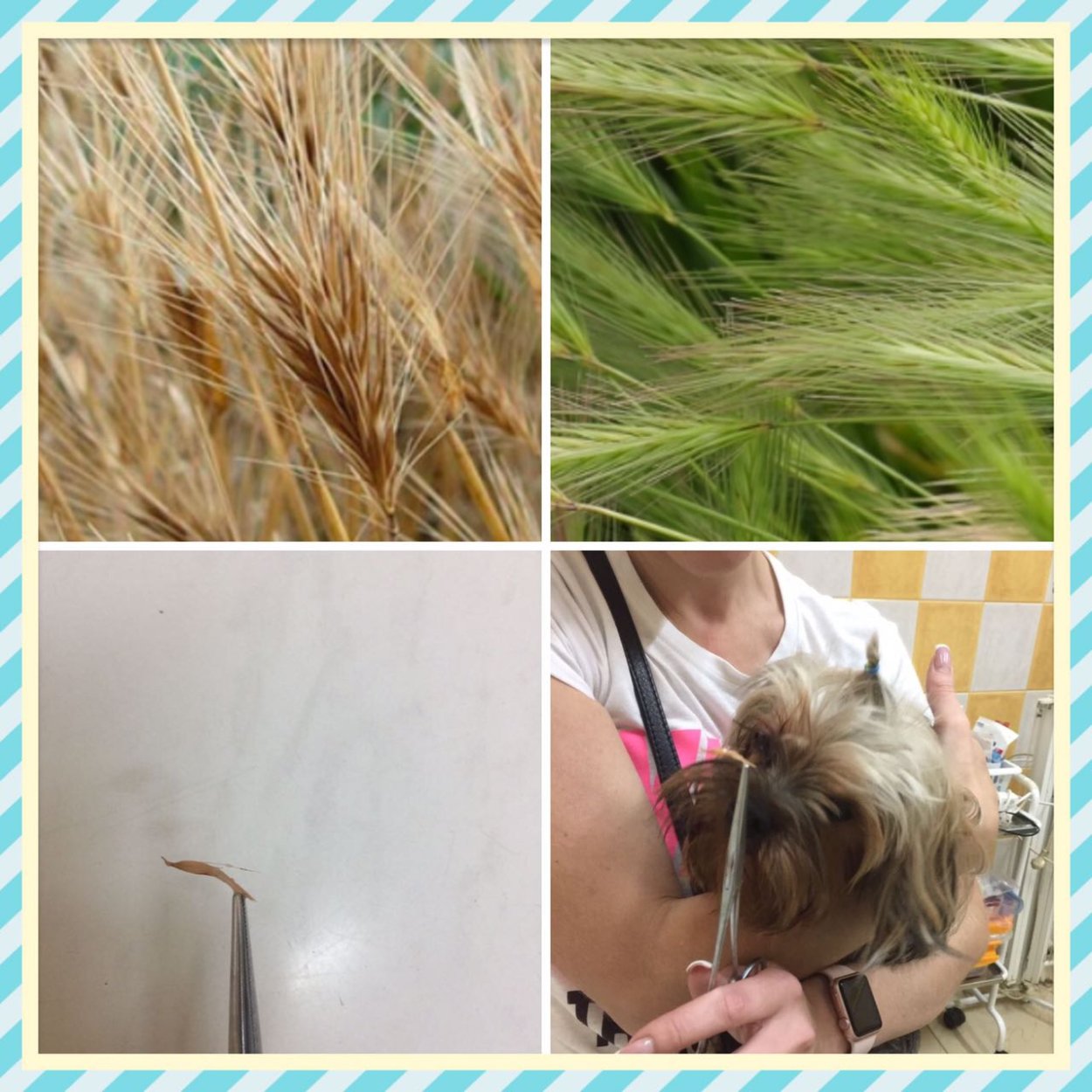 Остюк, устюк, колосок