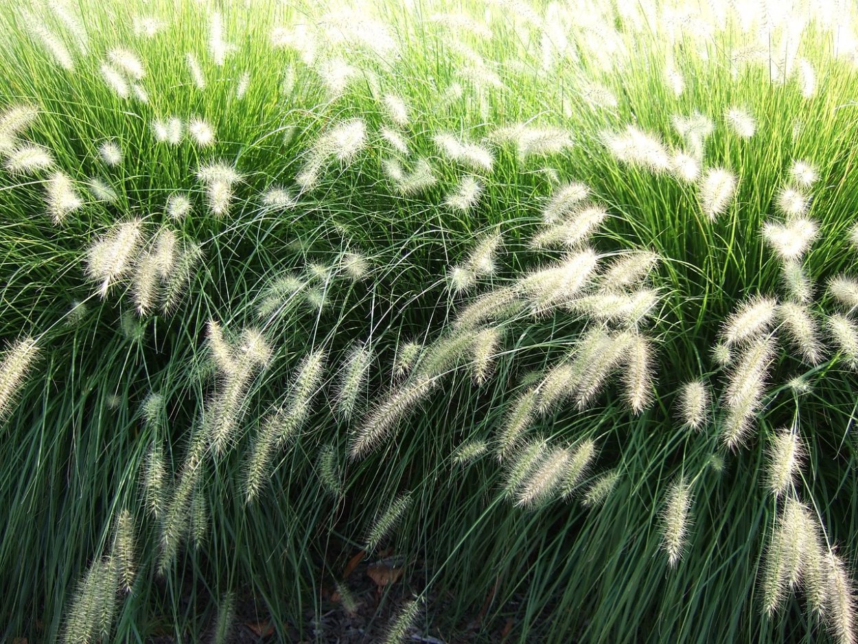 Великий Устюг природа летом