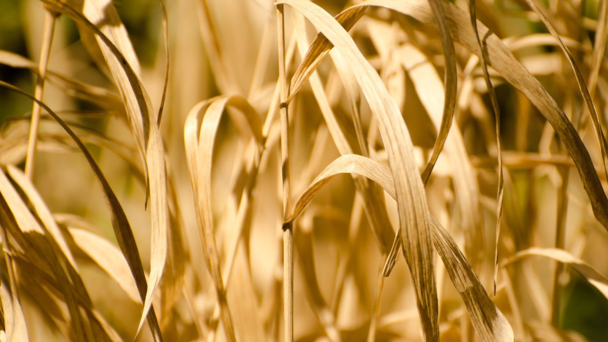 Соборное Дворище Великий Устюг