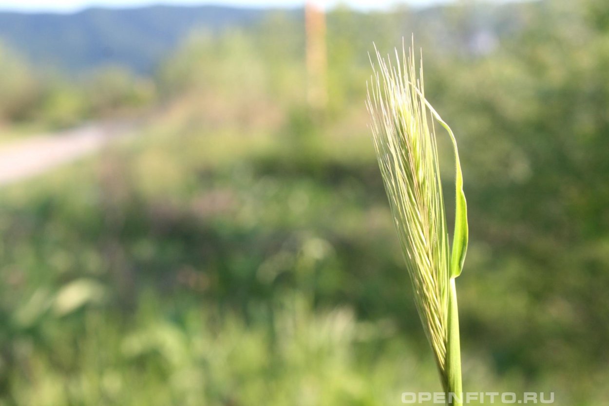 Дикий ячмень