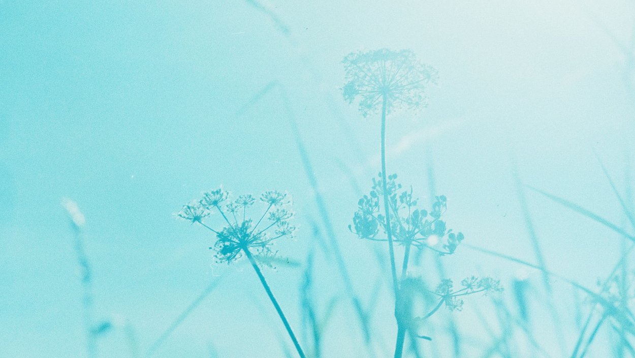 Поле сухой травы