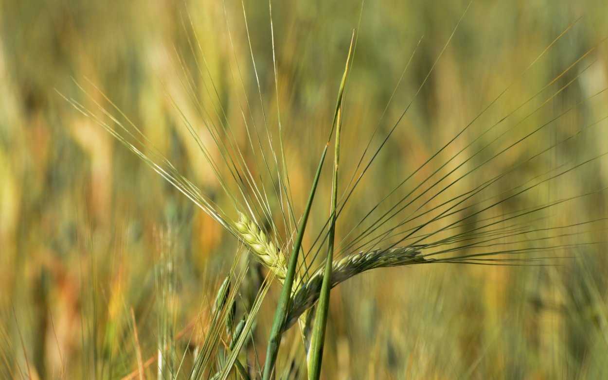 Ячмень пивоваренный Колос