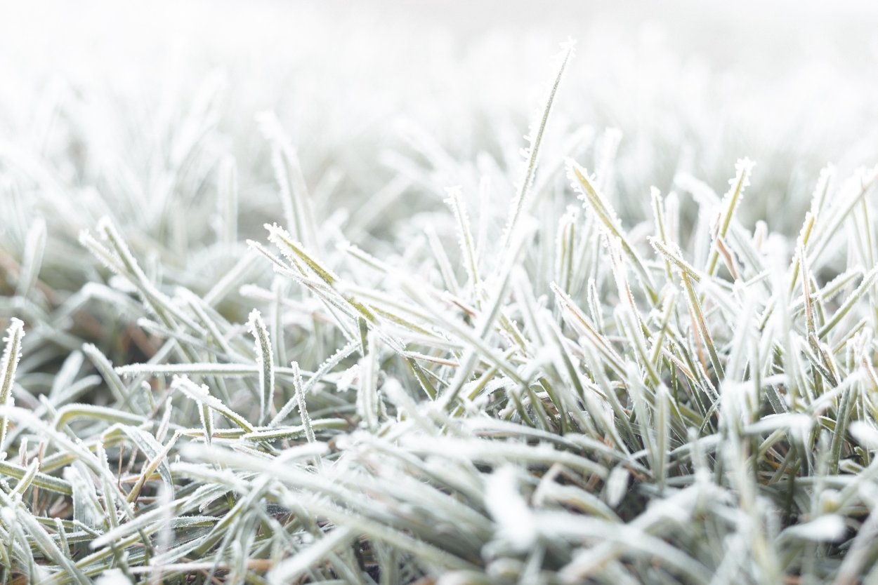 Снег на траве