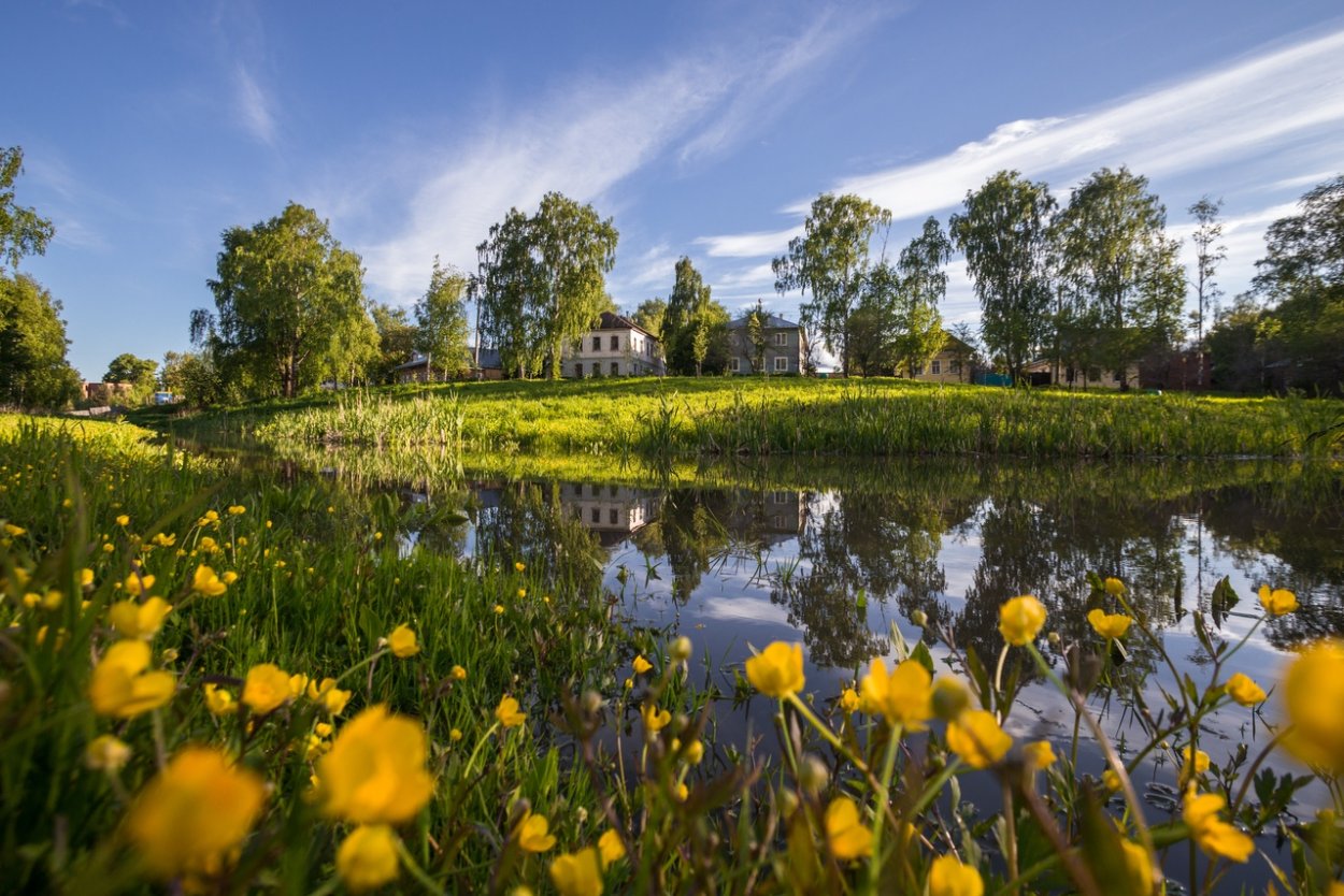 Зимний хвойный лес