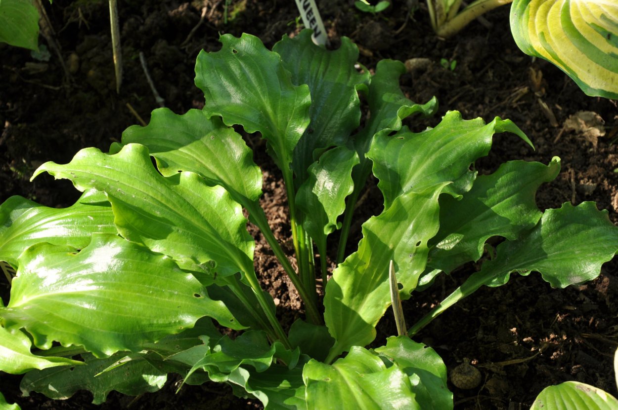 Unruly child Хоста описание