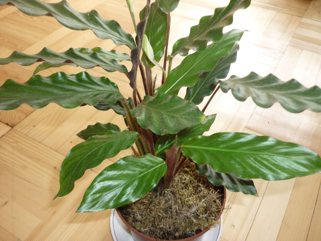 Маранта Калатея Строманта