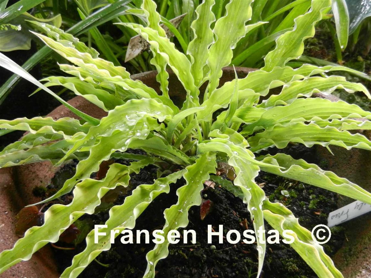 Хоста curly Fries