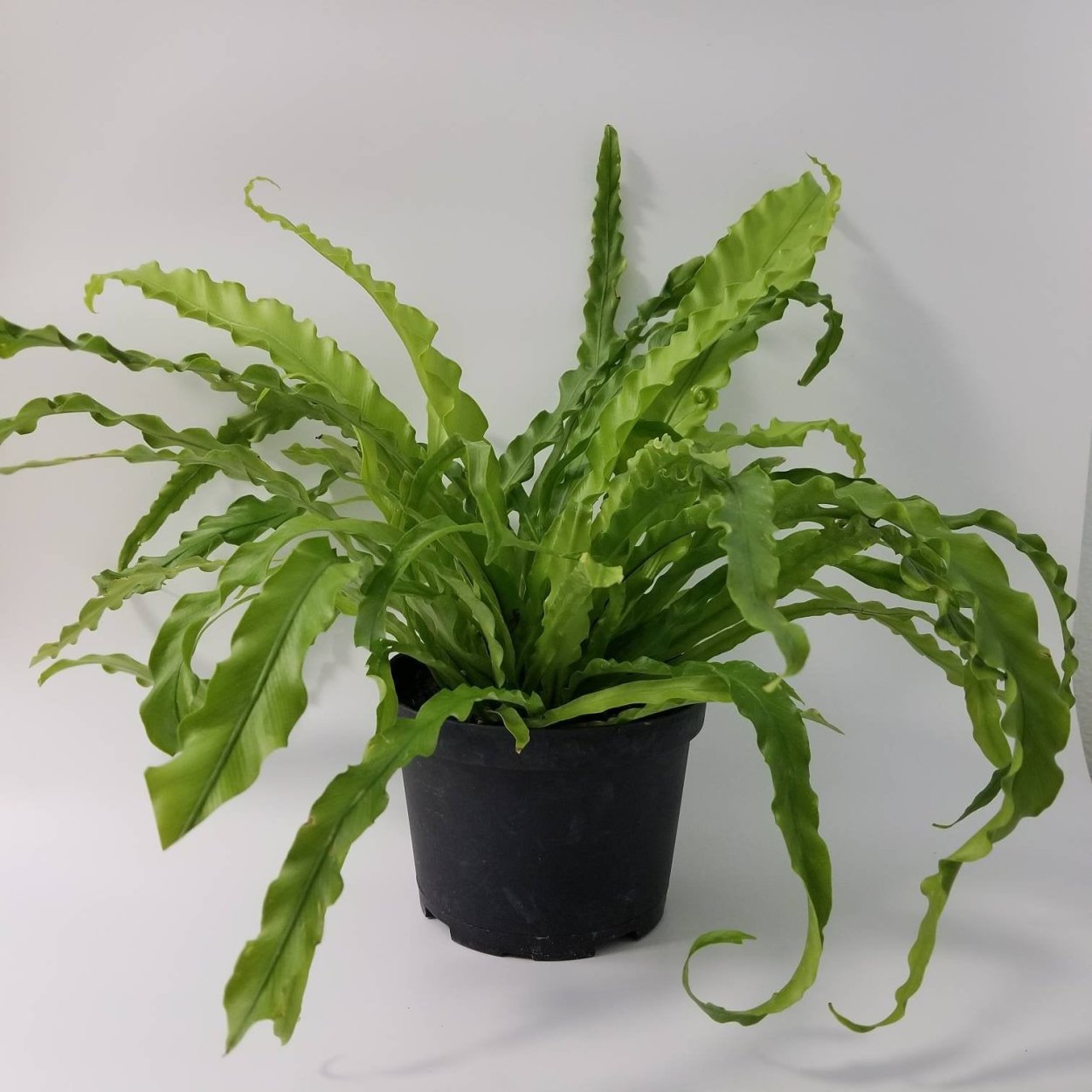 Асплениум Нидус