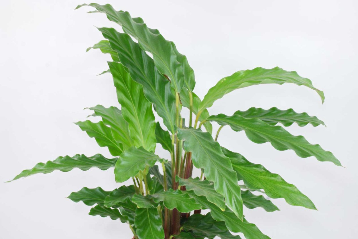 Калатея руфибарба Вэйвстар