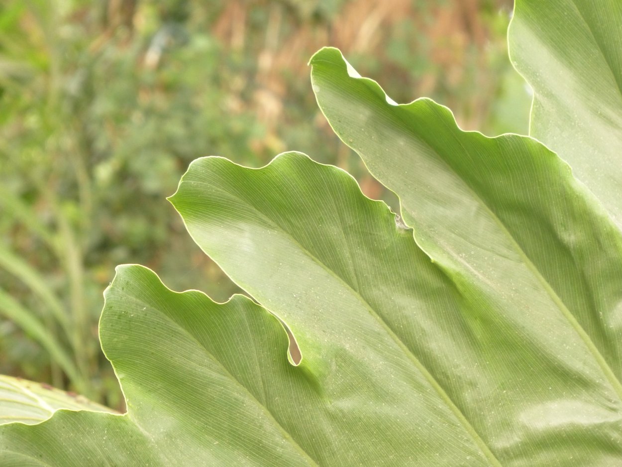 Вечнозеленое растение с большими листьями