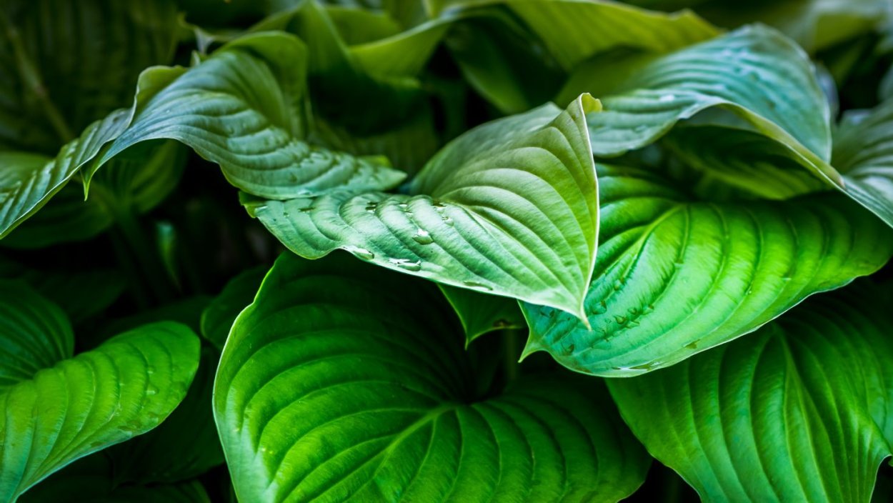 Зеленый лист