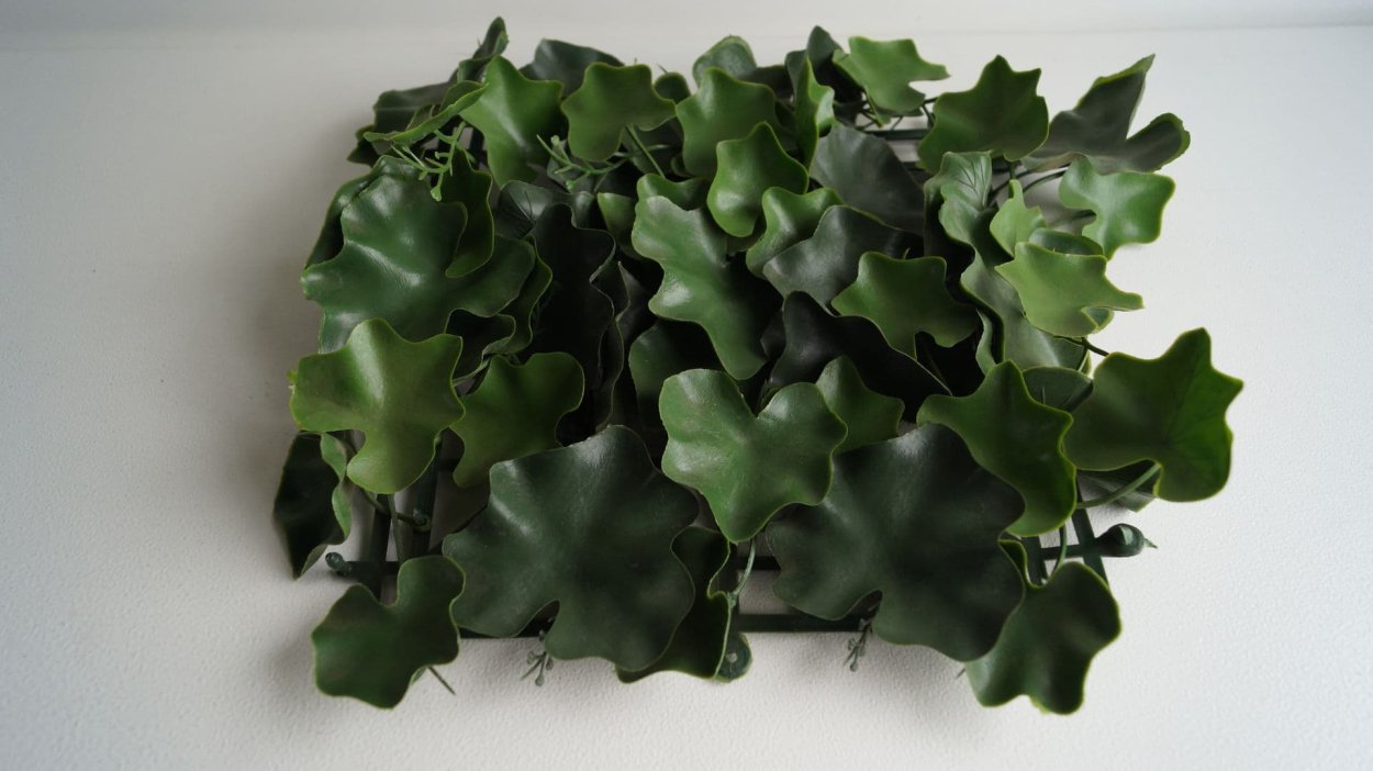 Плющ кучерявый вариегатный