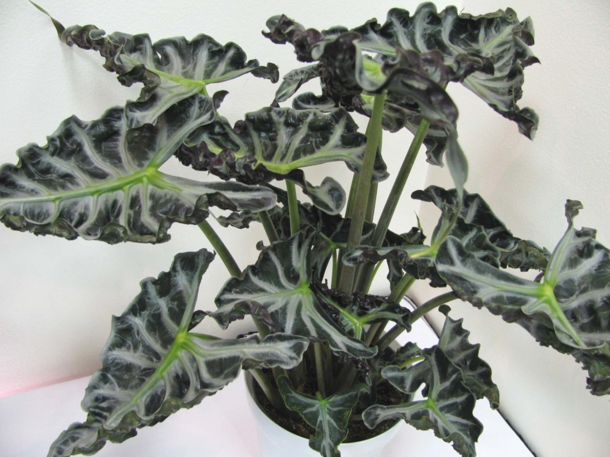 Алоказия макрориза