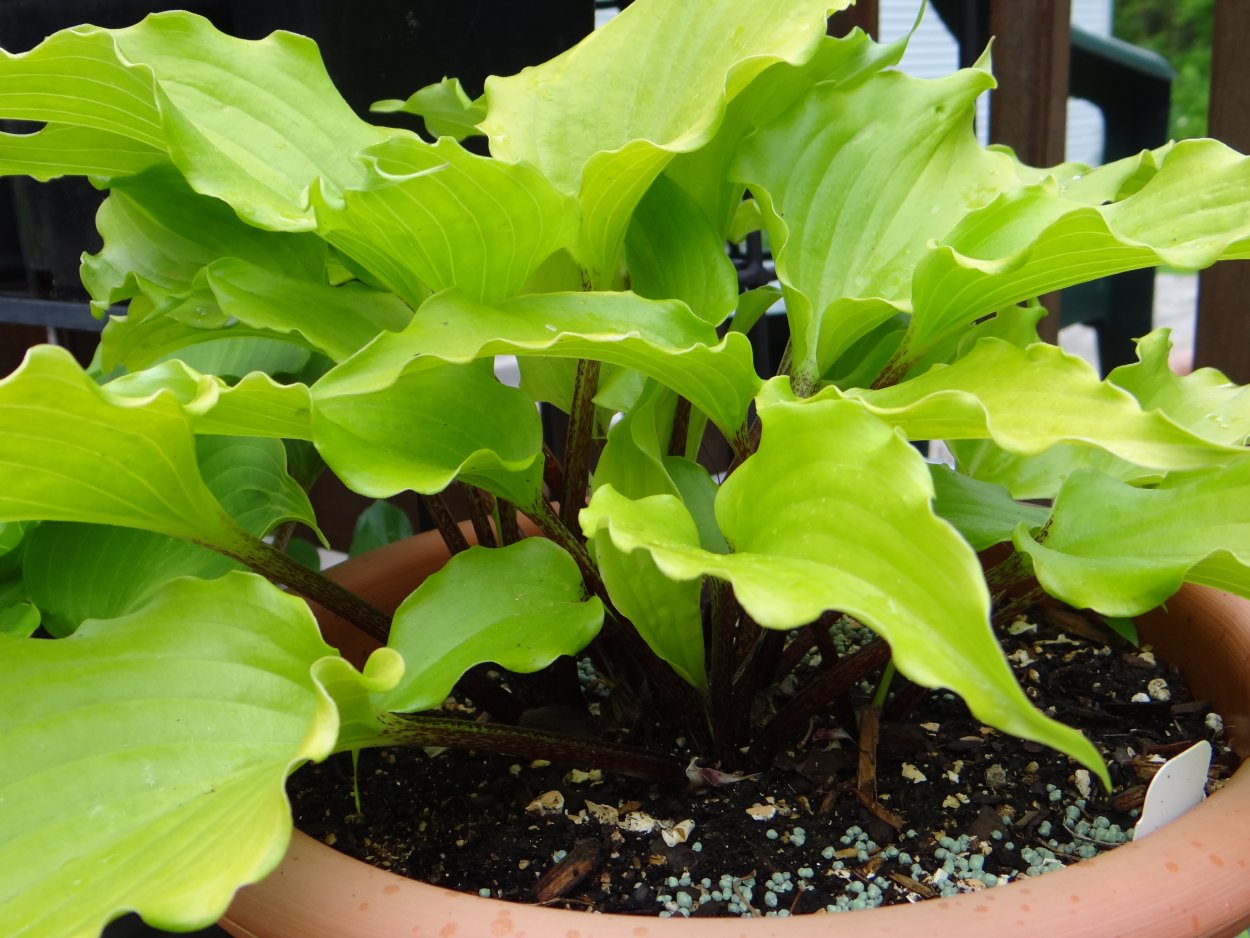 Хоста Кренберри вайн