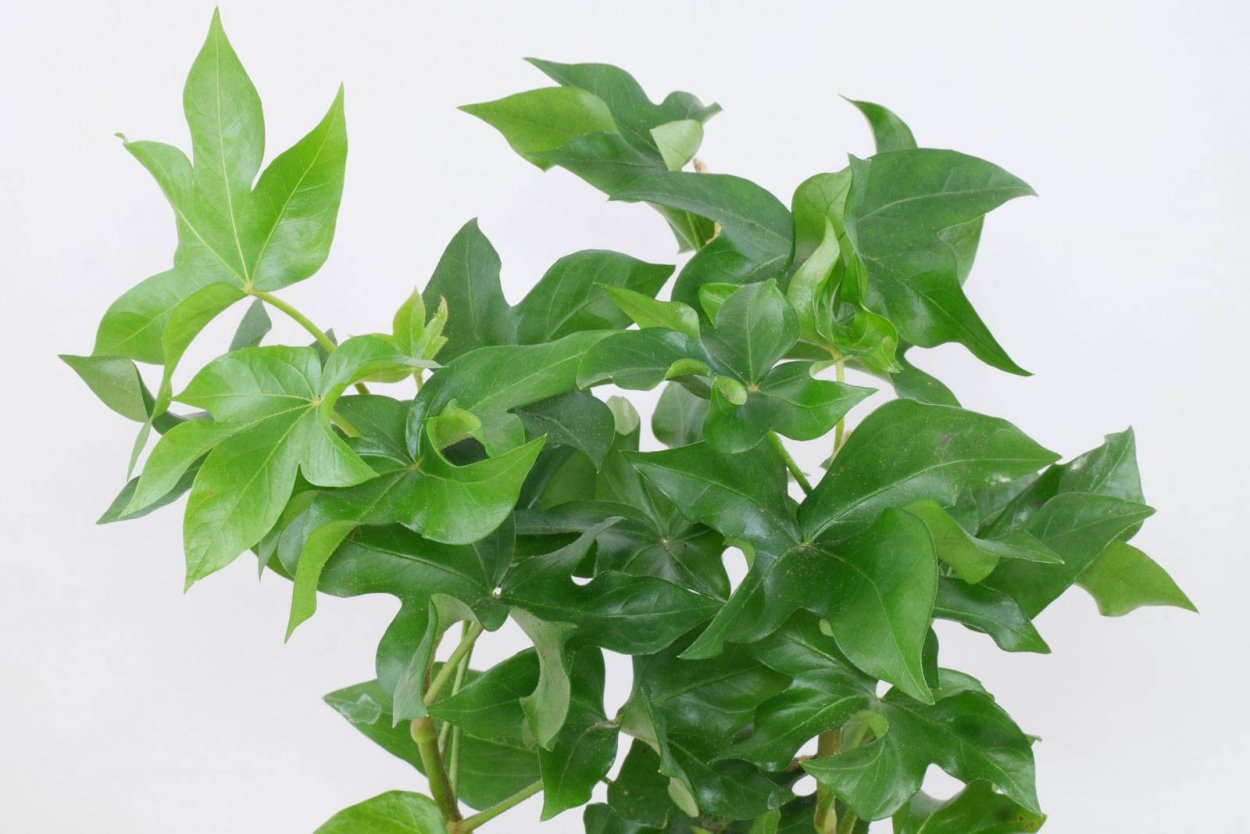 Фатсхедера цветок-Лиана