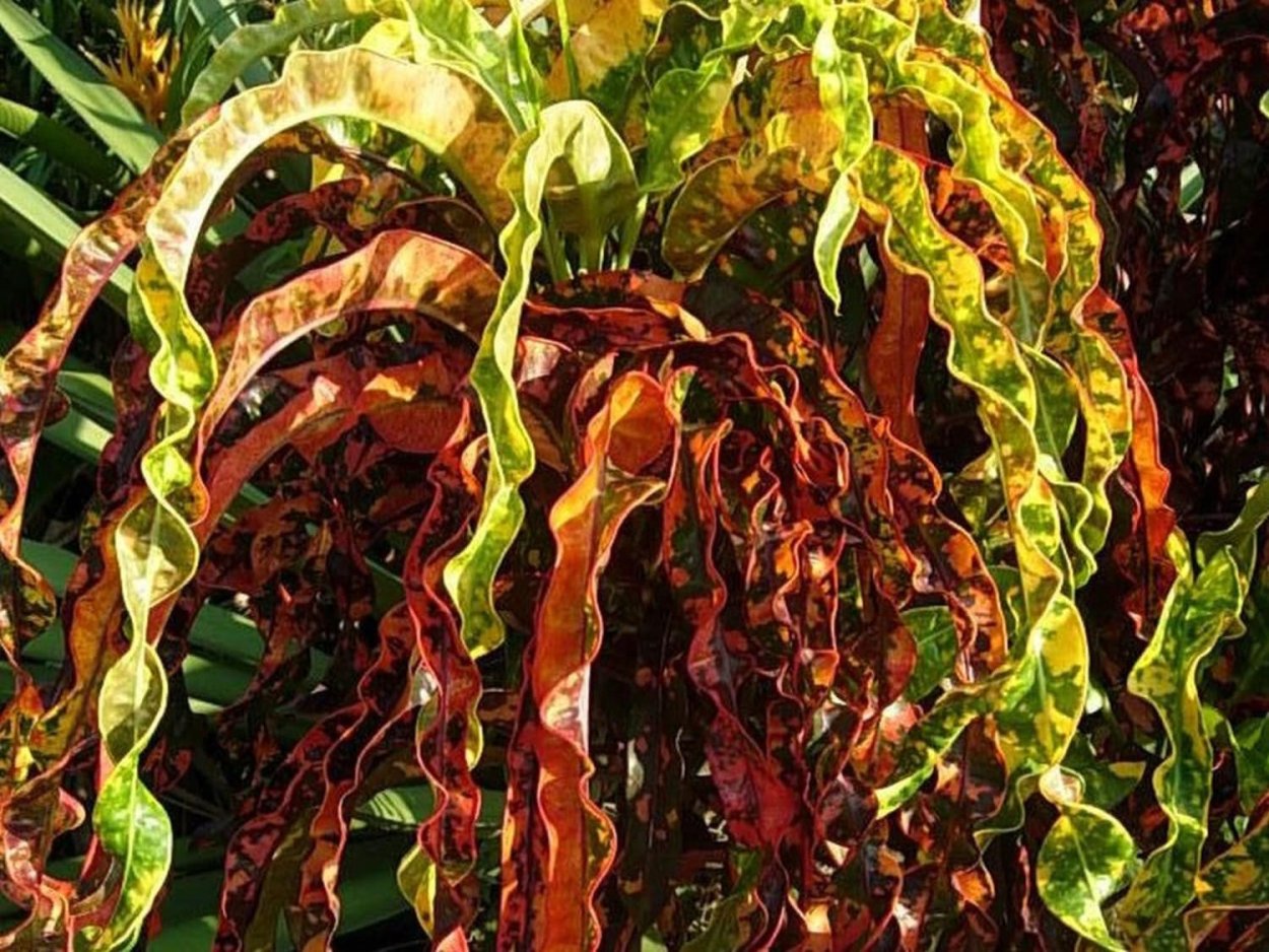 Кротон кучерявый