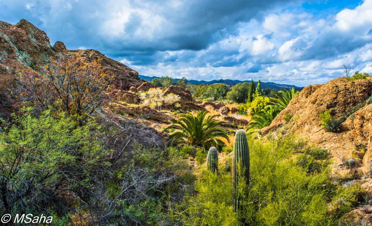 Калифорнийский Чапараль