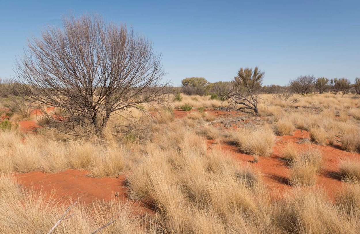 Чапараль Австралия