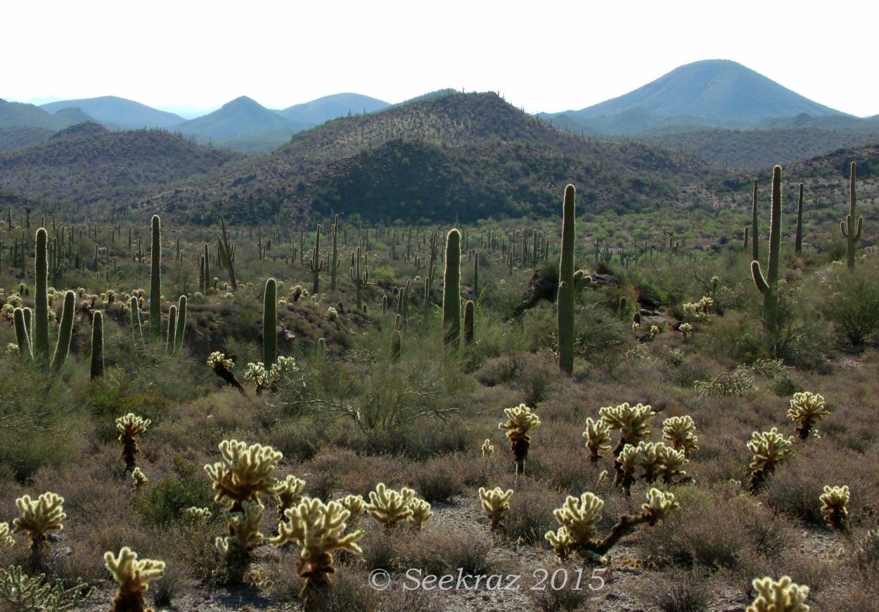 Чапараль растение фото