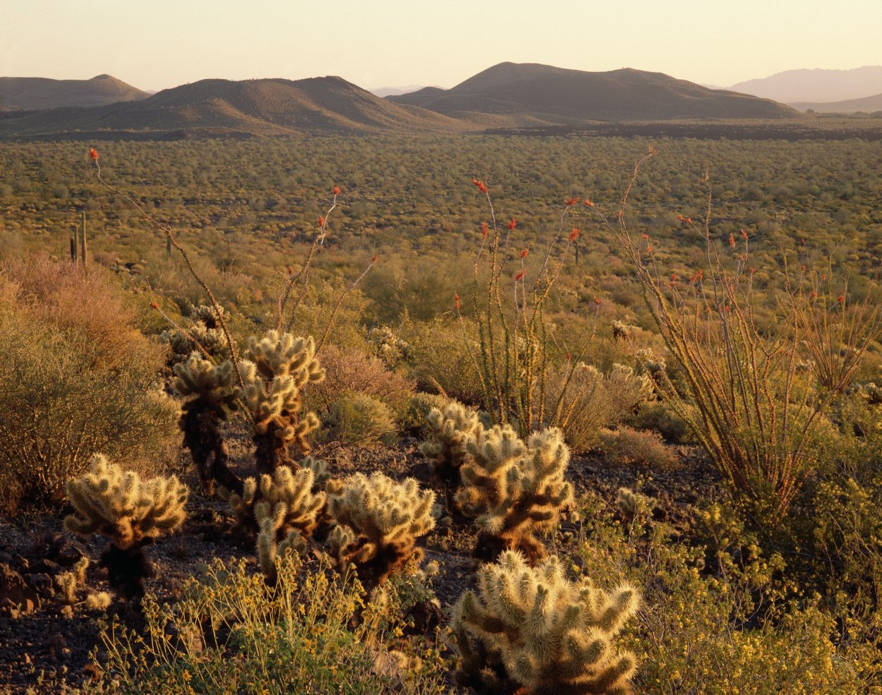 Сонора Мексика