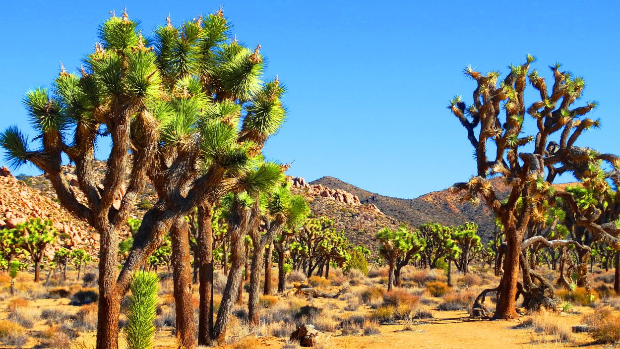 Кусты креозота