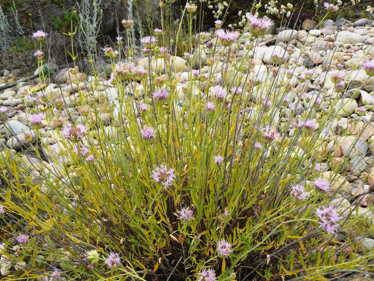 Чапараль листья