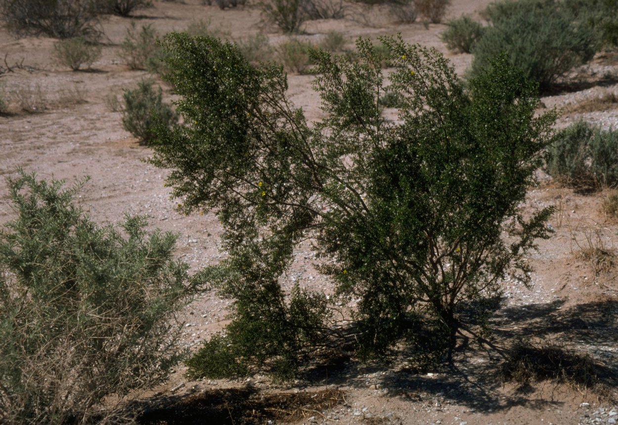 Чапараль растение