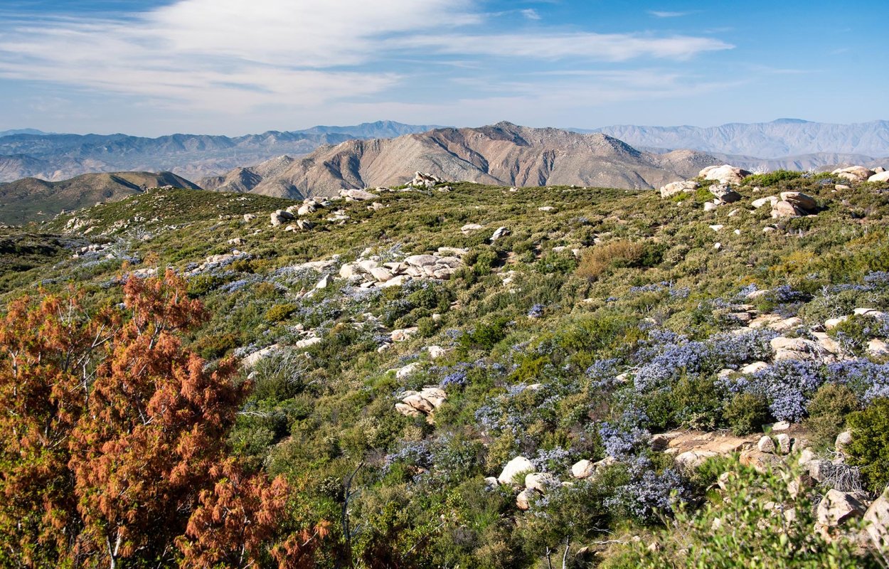 Чапараль Мексика