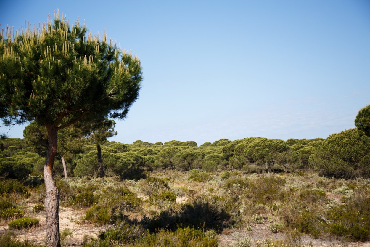 Чапараль калифорнийские лилии
