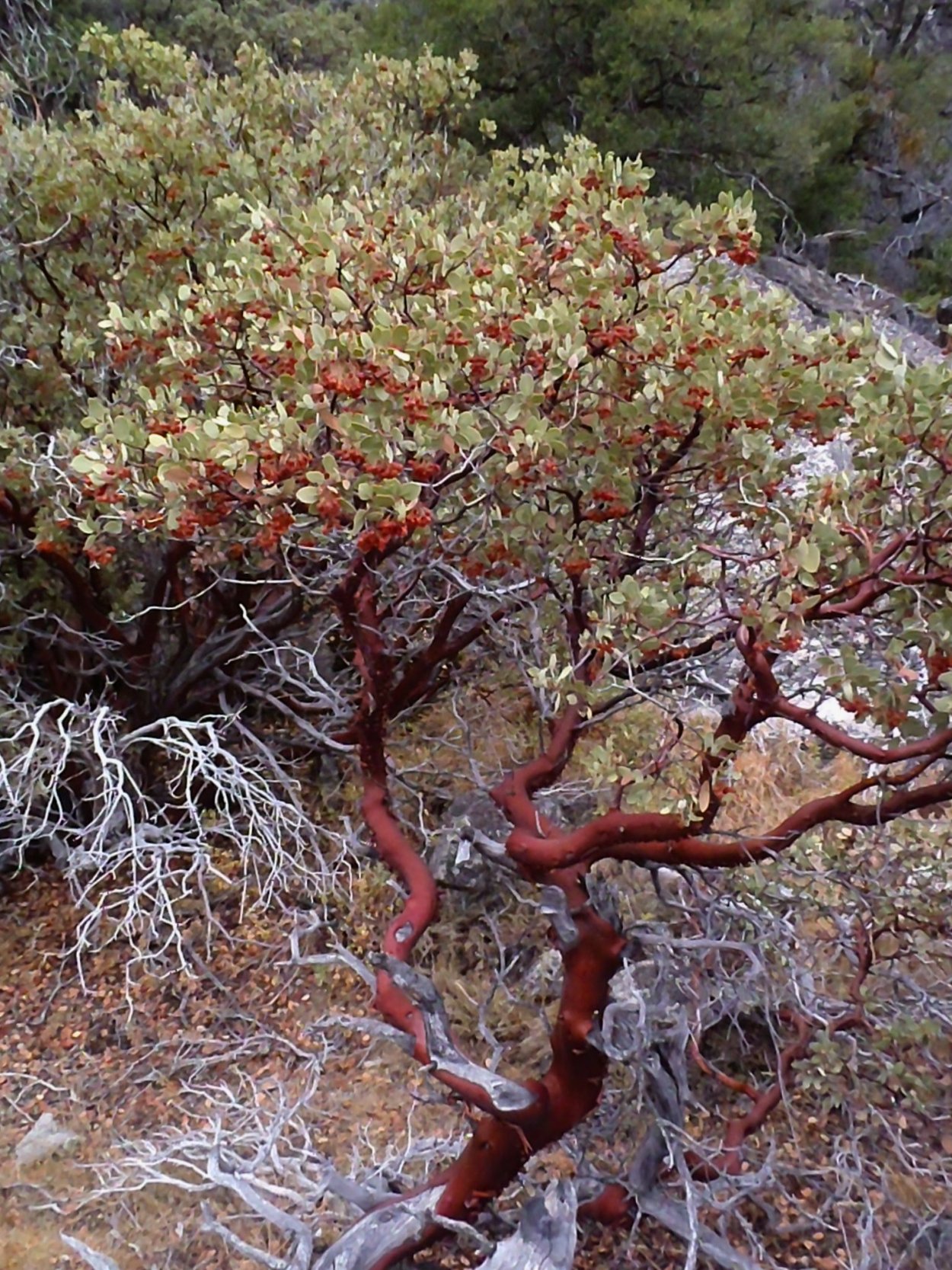 Ксерофиты маквис Чапараль