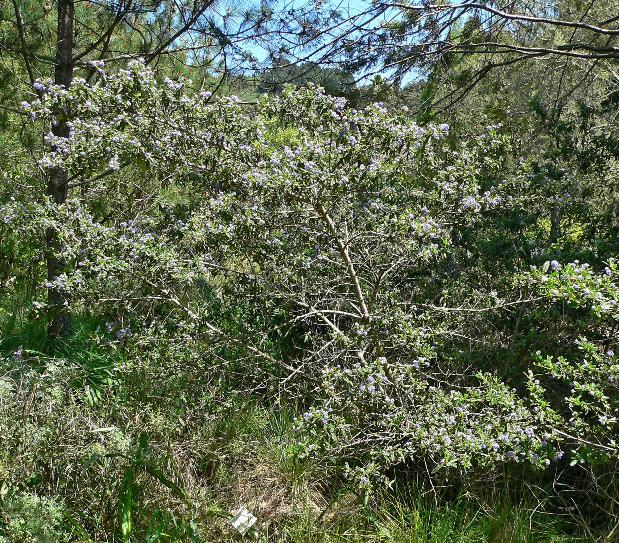 Чапараль цветет