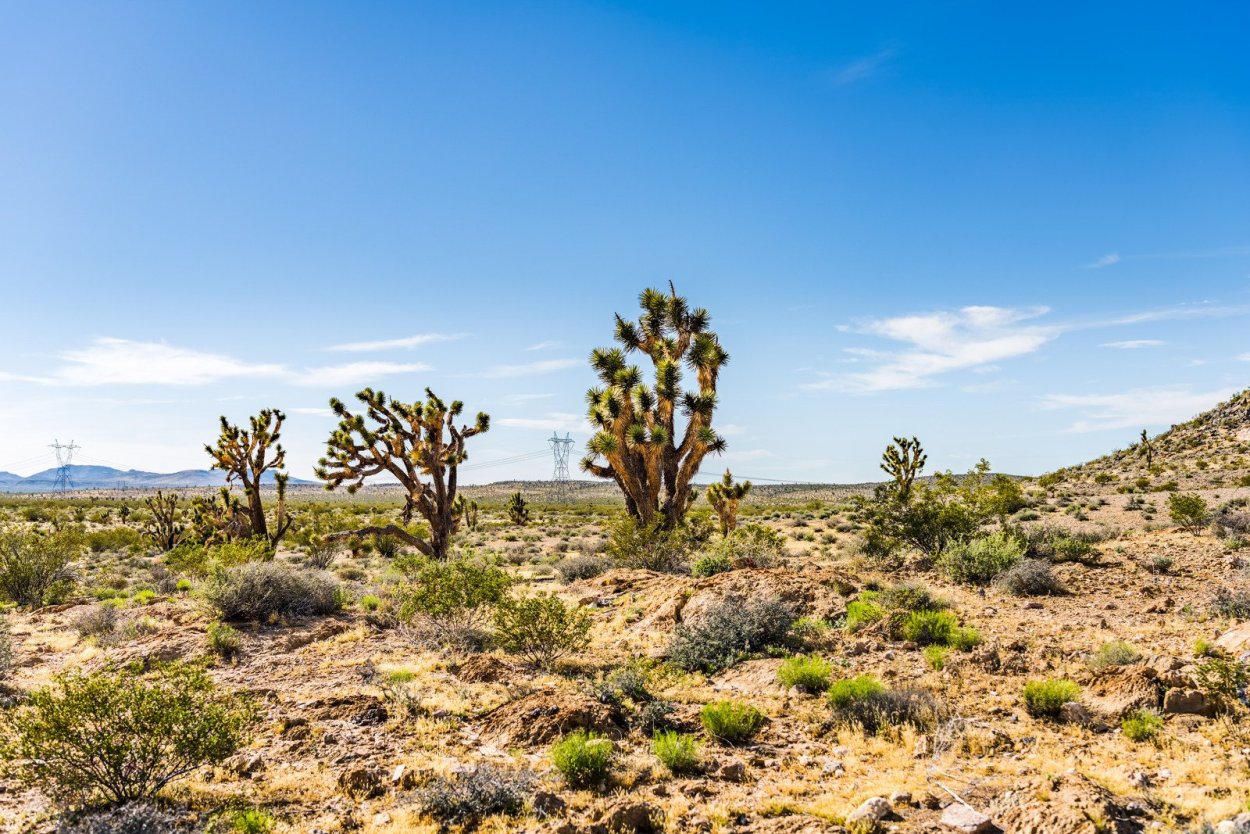 Пустыня Калифорнии Мохаве