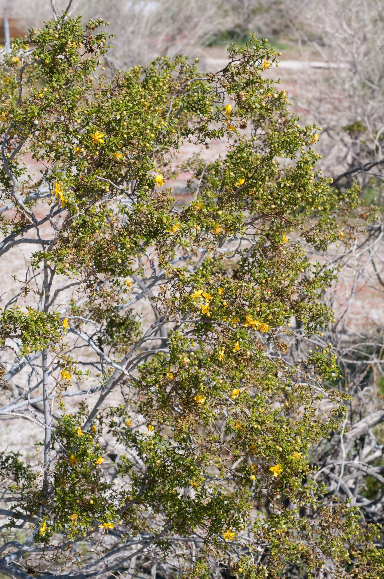 Чапараль растение