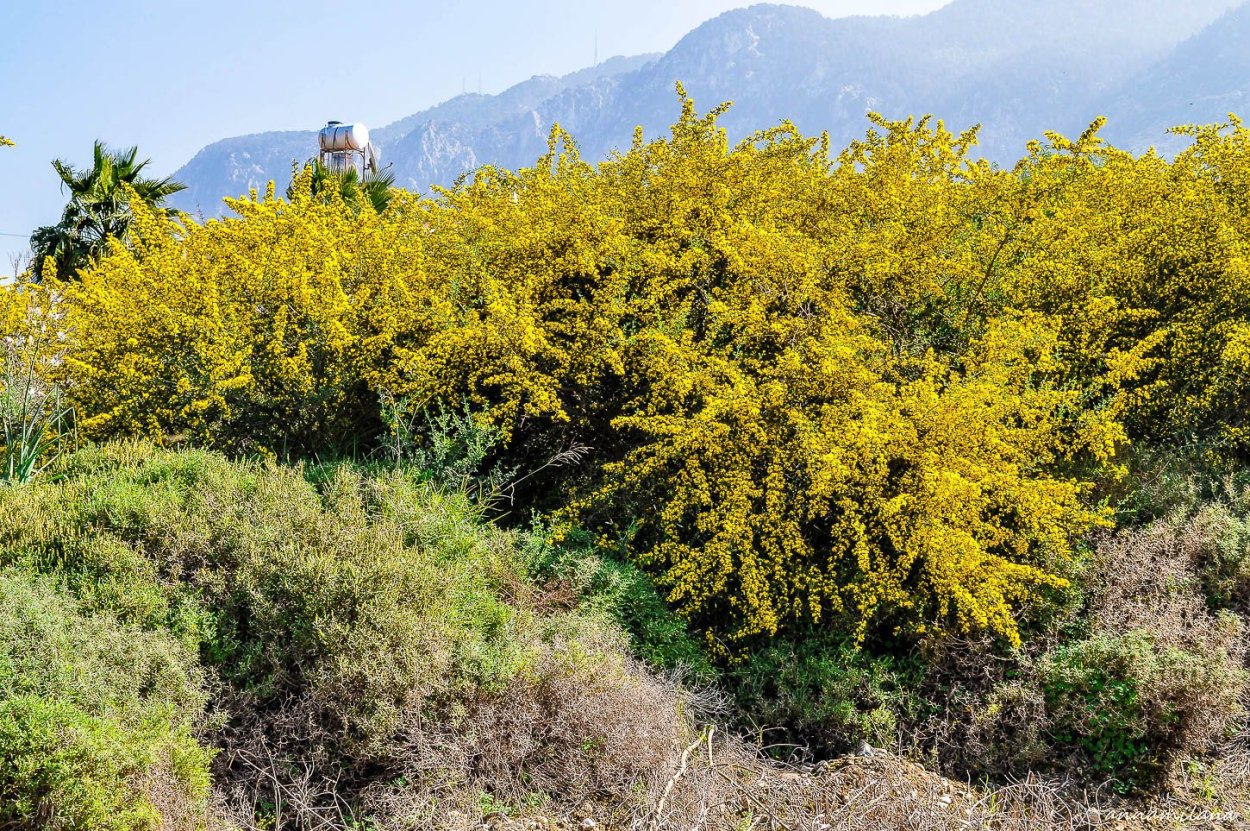 Средиземноморские вечнозеленые жестколистные леса