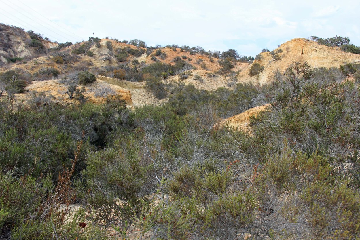 Креозотовый куст