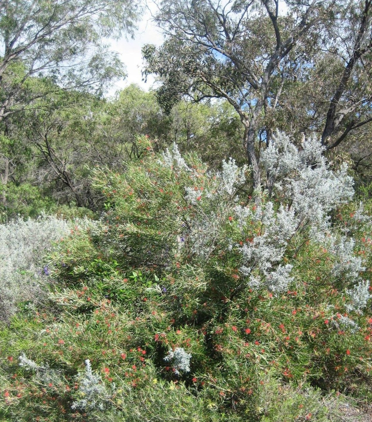 Маквис растение