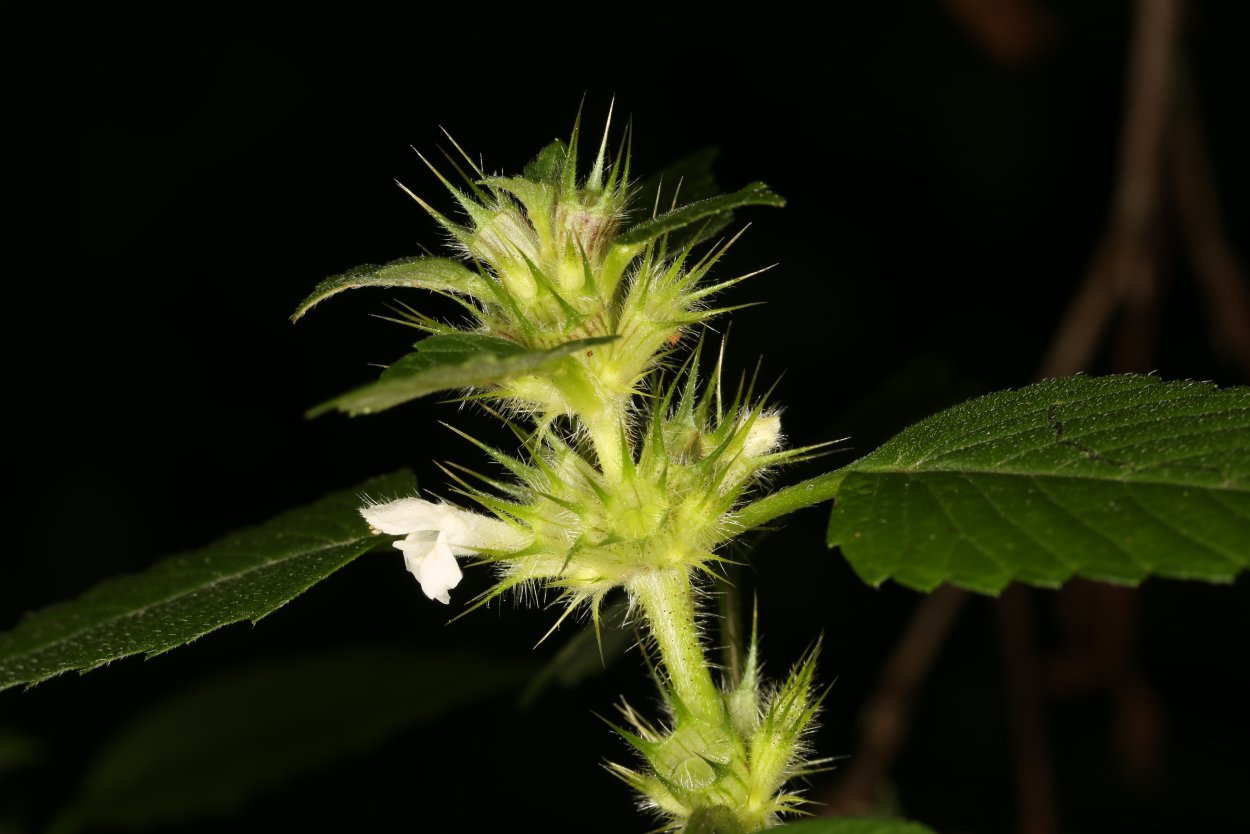Пикульник ладанниковый всходы