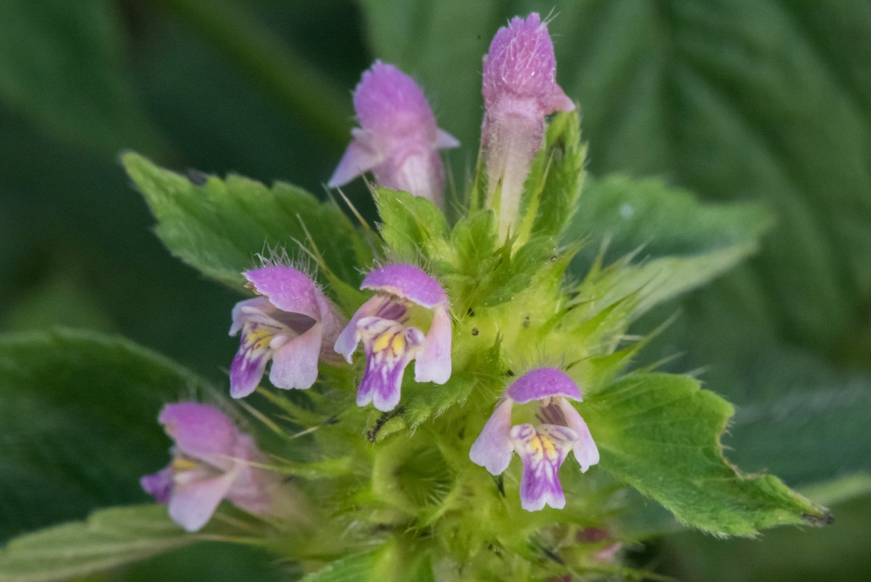 Пикульник двунадрезанный